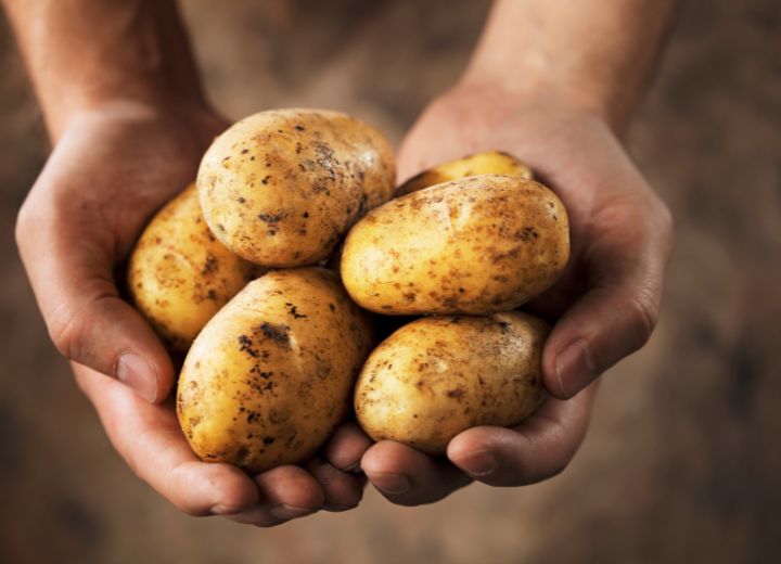 Most Popular Songs About Potatoes